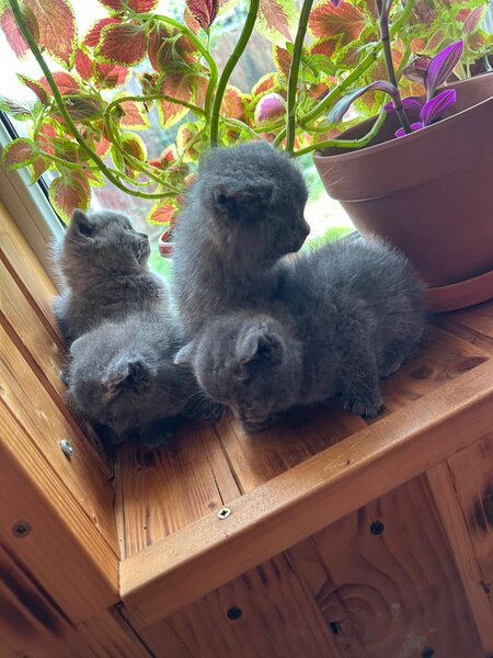 Puiuti british shorthair