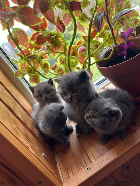 Puiuti british shorthair