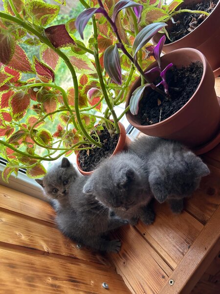 Puiuti british shorthair
