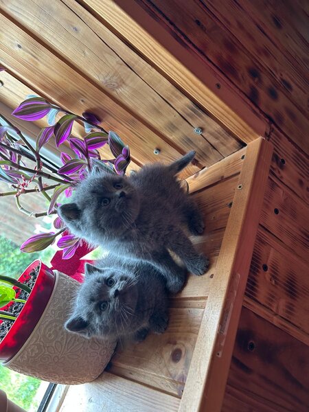 Puiuti british shorthair