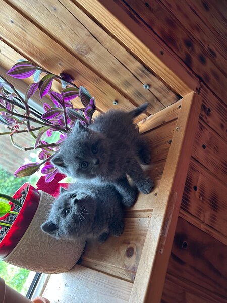 Puiuti british shorthair