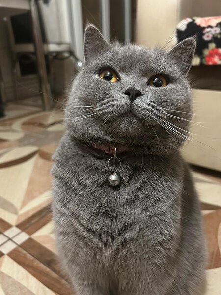 Puiuti british shorthair