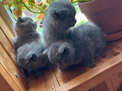 Puiuti british shorthair