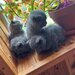 Puiuti british shorthair