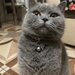 Puiuti british shorthair